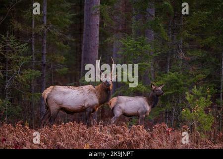 Elk in Clam Lake, Wisconsin. Stock Photo