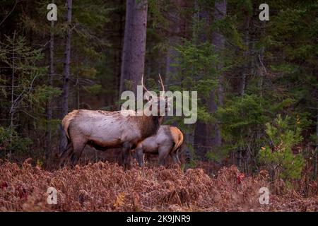 Elk in Clam Lake, Wisconsin. Stock Photo
