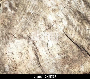 sawn cut old tree stump grunge textured weathered wood surface, closeup Stock Photo