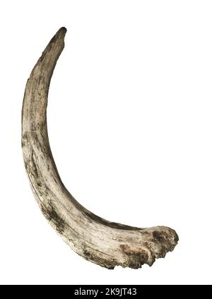 driftwood dry tree trunk, isolated Stock Photo