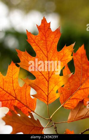 Red leaves of Northern red oak (Quercus rubra) in the autumn. Red oak fall foliage close up. Stock Photo