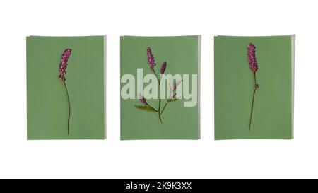 Single dried pressed flowers on blue green background. Dried wildflower for Botanical wall art. Bohi interior design style. Stock Photo