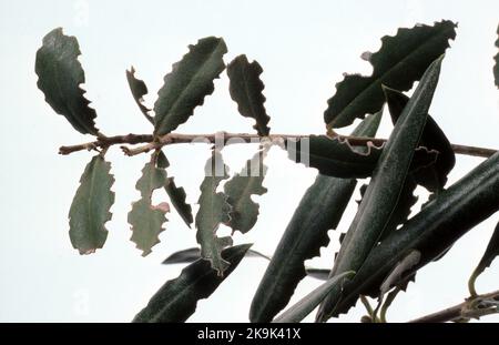 BLACK VINE WEEVIL (OTIORHYNCHUS SULCATUS) DAMAGE TO OLIVE TREE. Stock Photo