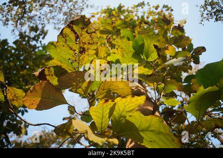 Teak (Tectona grandis) is a tropical hardwood tree species in the family Lamiaceae. It is a large, deciduous tree that occurs in mixed hardwood forest Stock Photo