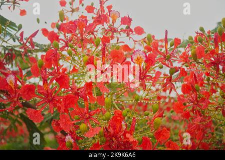 The Flame of the Forest or Gulmohour is named for its brilliant red orange flame like petals. The tree blossoms in the hot Indian summers. Stock Photo