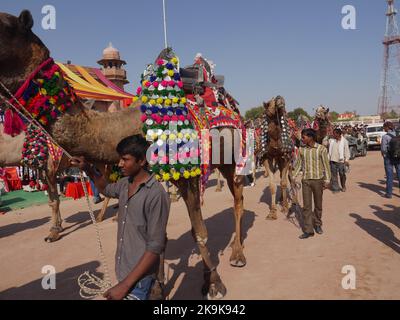 Bikaner Rajasthan, India : January 14, 2018 – Decorated Camel at Top India’s Camel Festival “Bikaner Camel Festival”. Stock Photo