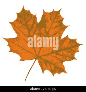 Orange maple leaf on a white background. isolated object. Vector. Element of nature. Stock Vector