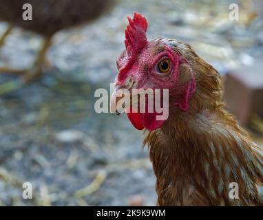 Chicken hen glancing at camera lens Stock Photo