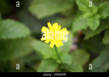 Red-seeded dandelion (Taraxacum erythrospermum) flower in bloom : (pix SShukla) Stock Photo