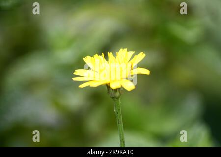 Red-seeded dandelion (Taraxacum erythrospermum) flower in bloom : (pix SShukla) Stock Photo