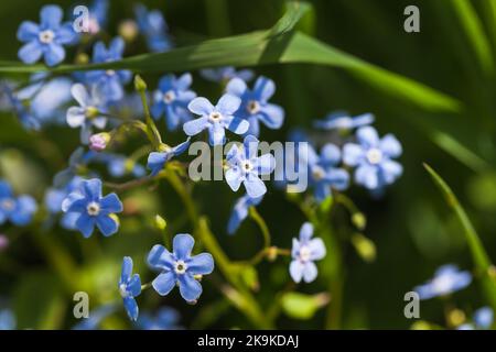 Forget Me Not, little blue flowers over dark background on a sunny summer day. Macro photo with soft selective focus Stock Photo