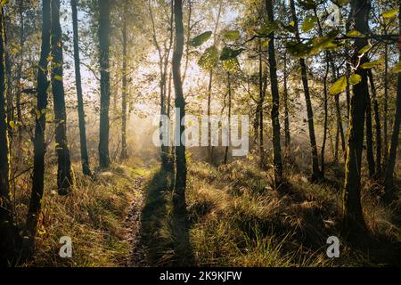 Sunlight through morning mist in the Forest of Dean. Stock Photo