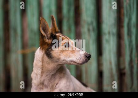 portrait dog white and red  lying on lawn by fence green wood background Stray dog homeless street dog  big ears Cute adorable Stock Photo