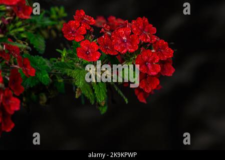 Bright flowers of hybrid  Verbena blooming (Verbena tenera) Red phlox grows in the garden near the house. Stock Photo