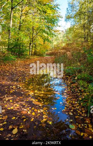 Deciduous woodland Beech trees with sun light shining onto a woodland path and puddle in Sherwood Forest, Nottinghamshire, England, UK. Stock Photo