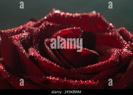 Blooming red rose bud in water drops and mist close-up on a black background Stock Photo