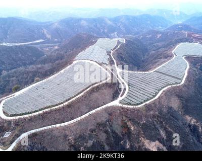 (221029) -- XI'AN, Oct. 29, 2022 (Xinhua) -- This aerial photo taken on Oct. 26, 2022 shows a view of an orchard in Nangou Village of Yan'an, northwest China's Shaanxi Province. Covering an area of 24 square kilometers, the Nangou Village is home to more than 1,000 villagers. Led by the village's Party branch, Nangou has worked out ways to inject vitality into the countryside. It has witnessed the boom of planting and breeding industries and rural tourism. Villagers have constantly increased their income by earning dividends and taking odd jobs during the slack farming season. (Xinhua/Zhang Bo Stock Photo