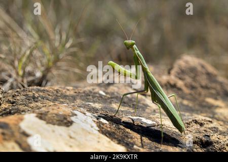European, Praying Mantis, Praying, Mantis, Mantis religiosa, Closeup, Close Up, Predator, Predatory, Spectacular, Fascinating, Portrait, Looking at ca Stock Photo