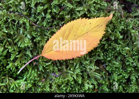 Colourful Flame Shaped Leaf on Moss, EU Stock Photo
