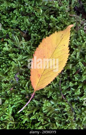 Colourful Flame Shaped Leaf on Moss, EU Stock Photo