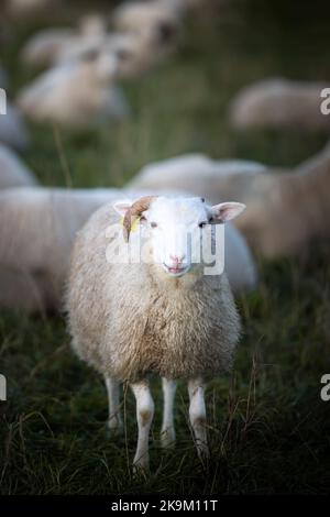 Sheep with one horn with sheep herd in the field in the warming light of sunrise, Germany, Europe Stock Photo