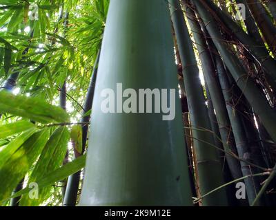 A bamboo forest is seen in Yichang, Hubei province, China, Oct 23, 2022 ... Biology Diagrams