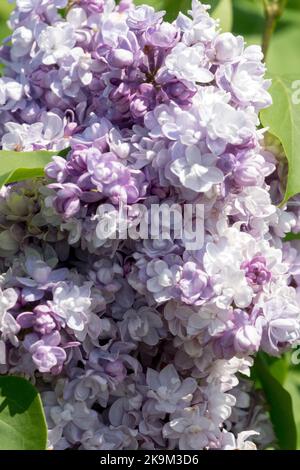 Lilac, Syringa vulgaris 'Leon Gambetta', Light, Colour, Bright, Bloom, Fragrant, Flower Lavender Lilacs Stock Photo