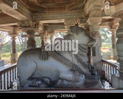 Nandi, holy cow, transport of Shiva god, popular hindu god in India, made of a granite in Halebidu, Karnataka, India Stock Photo