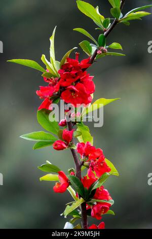 Chaenomeles speciosa, Flower, Red Chaenomeles 'Cardinalis', Flowers, Branch, Beautiful, Quince, Plant unique flowers, Portrait Stock Photo