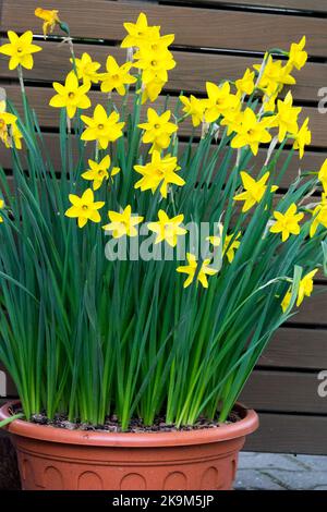 Narcissus Daffodils Pot yellow flowers in pot blooming Stock Photo