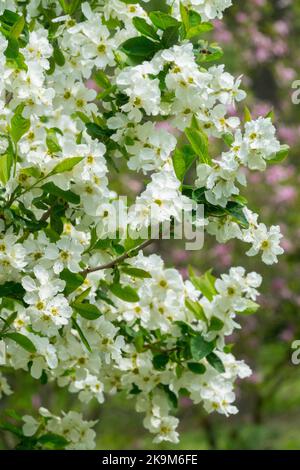 Blooming, Exochorda 'Snow White', Flowering, Shrub, Pearl Tree Stock Photo