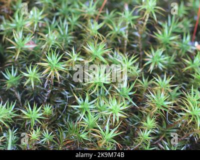 Polytrichum strictum, bog haircap moss or an evergreen grass. Nature background pattern closeup Stock Photo