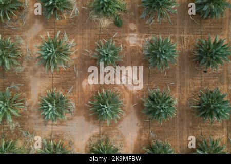 Top view of a large date Palms plantation in the desert. Stock Photo