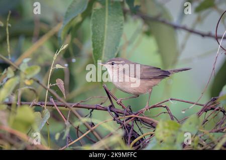 dusky warbler is a leaf warbler which breeds in the east Palearctic Stock Photo