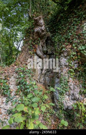 UK, England, Devonshire. The William Pengelly Cave Studies Centre in Buckfastleigh. A Lamprohyre Dyke (centre) geological feature. Stock Photo