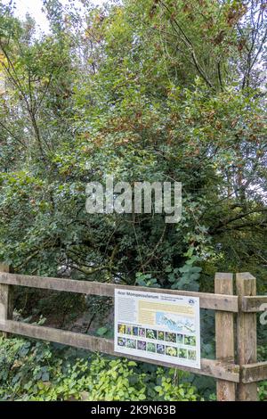 UK, England, Devonshire. The William Pengelly Cave Studies Centre in Buckfastleigh. A Montpelier Maple tree. Stock Photo