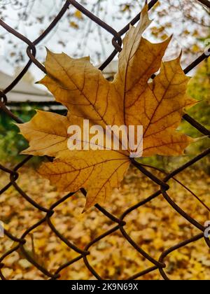 One yellow dry maple leaf lies on an old rusty metal mesh fence on an autumn cloudy day. Autumn landscape. Close-up. Selective focus. Stock Photo
