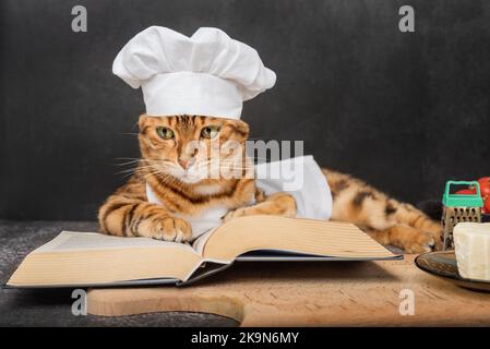 A cute Bengal cat lies next to an open recipe book on a dark background. Stock Photo