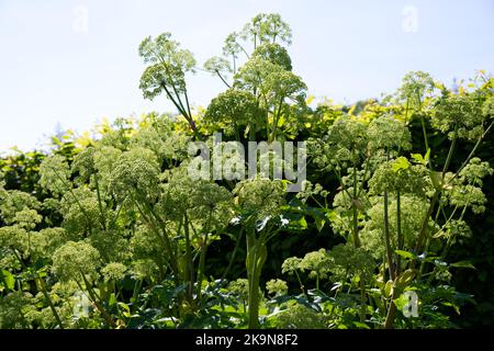 Angelica archangelica plant in summer flower UK garden June Stock Photo