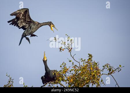 Close up of Cormorant coming into land on tree top with wings braced and beak open, threatening perched Cormorant Stock Photo