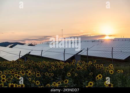 Sun setting behind solar panels in a sunflower field in summer Stock Photo