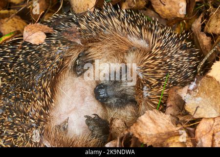 Hedgehog (Scientific name: Erinaceus Europaeus) wild, native, European hedgehog hibernating in natural woodland habitat. Curled into a ball Stock Photo