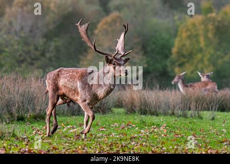 European fallow deer (Dama dama) buck / male with does / females at lek at forest edge during the autumn rut in October Stock Photo