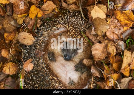 Hedgehog (Scientific name: Erinaceus Europaeus) wild, native, European hedgehog hibernating in natural woodland habitat. Curled into a ball Stock Photo