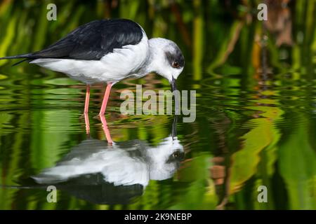 Black-winged stilt (Himantopus himantopus) male foraging in shallow water in marshland Stock Photo