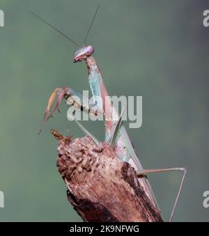 Budwing mantis (parasphendale affinis) Stock Photo