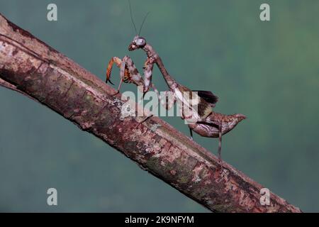 Budwing mantis (parasphendale affinis) Stock Photo