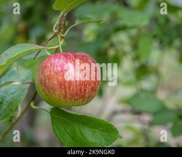 Malus domestica 'Royal Gala'. Single apple on tree branch against  green background - Selective focus with shallow deph on field Stock Photo