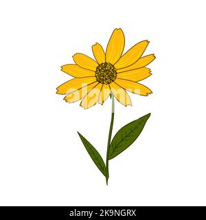 Vector illustration of the yellow rudbeckia flower on white background. Stock Vector