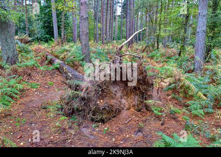 A fallen pine tree in a wood in the UK Stock Photo
